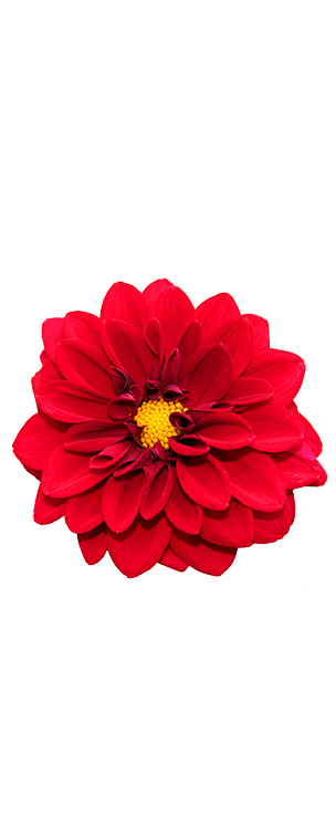 Rudraksha & Mala